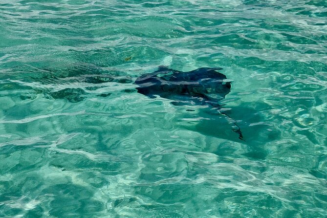 ANTIGUA FROM TOP TO BOTTOM: Stingray City, Beach, lunch & more... - Lunch in Seatons