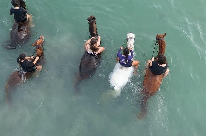Antigua Horse Ride and Swim - Who Should Book This Antigua Ride