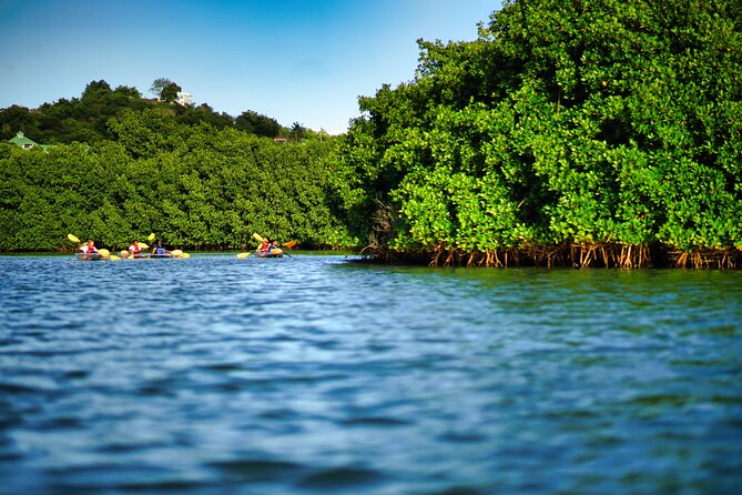 Clear Kayak Tour in Mangrove Antigua - Key points to know before booking