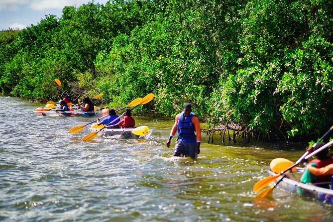 Clear Kayak Tour in Mangrove Antigua - Is $90 a fair price for one hour?