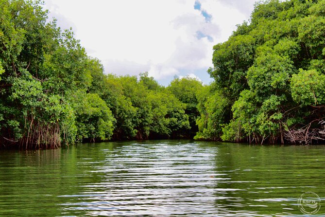 Clear Kayak Tour in Mangrove Antigua - Weather, wildlife, and what you can reasonably expect