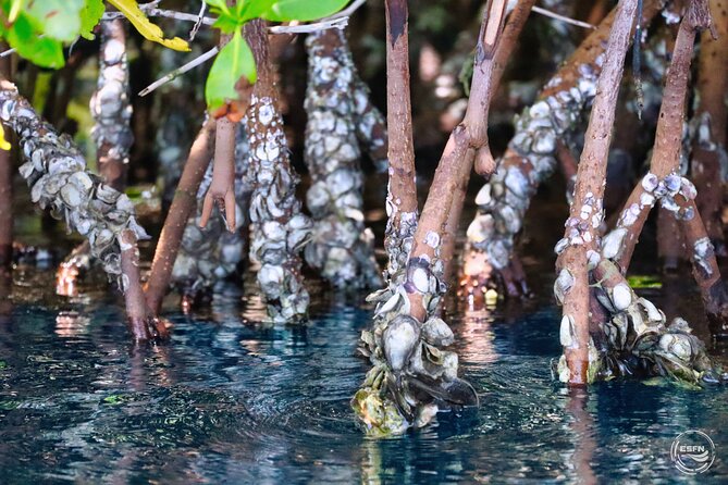 Clear Kayak Tour in Mangrove Antigua - What the one-hour Nature Tour includes