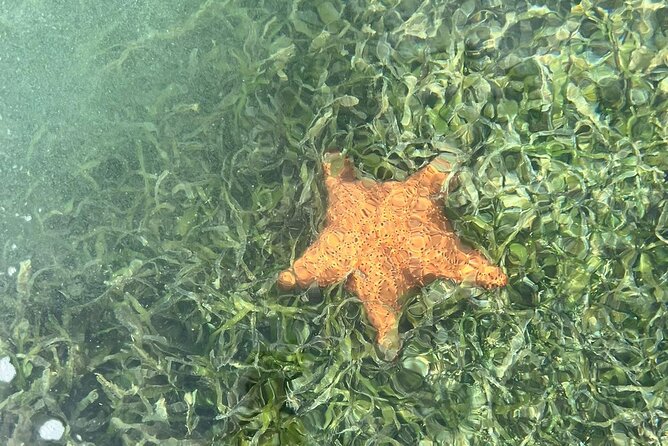 Crystal Kayak & Snorkel Eco Tour (with transfer) - Snacks, rum punch, and useful facilities