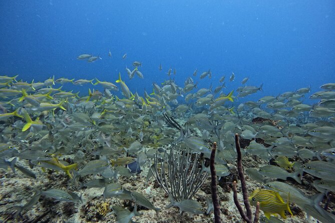 DiveCarib - An Eco-Friendly Certified Diver Trip in Antigua - Underwater time with a local divemaster