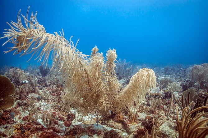 DiveCarib - An Eco-Friendly Certified Diver Trip in Antigua - A strong wildlife code protects the setting