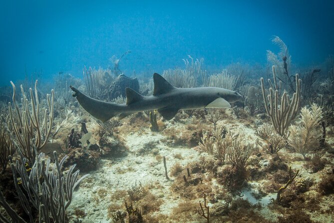 DiveCarib - An Eco-Friendly Certified Diver Trip in Antigua - What the four-hour schedule really includes