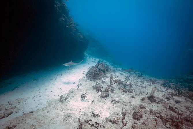 DiveCarib - An Eco-Friendly Certified Diver Trip in Antigua - Why the small group matters
