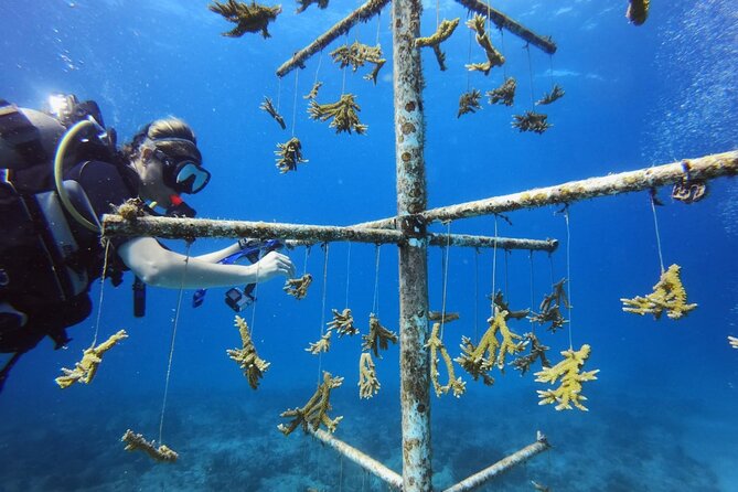DiveCarib - An Eco-Friendly Certified Diver Trip in Antigua - Is $199 a fair price?