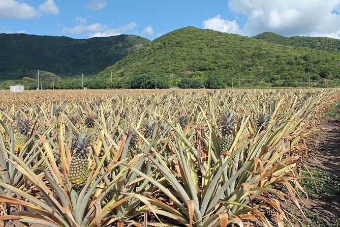 Half-Day Tour: A Taste of Paradise and History of Antigua - Nelson’s Dockyard and Antigua’s maritime past