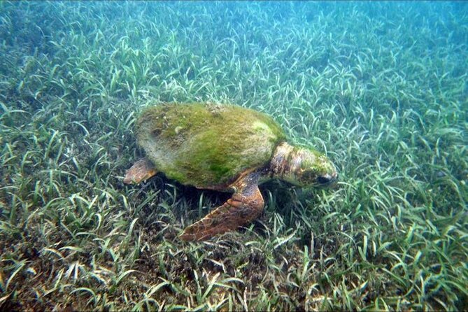 Private Snorkeling and Sightseeing Tour of Antigua - Turtles, shipwrecks, and the wildlife question