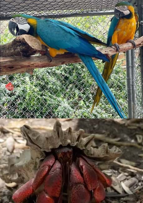St. John's; Combo Laviscount Island & Swimming with Stingray - Laviscount Island and the giant Aldabra tortoises