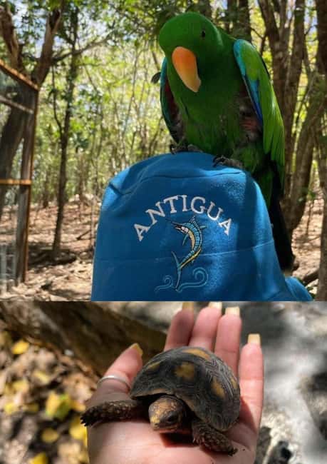 St. John's; Combo Laviscount Island & Swimming with Stingray - How the two stops compare