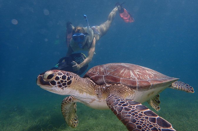Turtle Beach Power Snorkeling Adventure - Coral, fish, and the guaranteed shipwreck