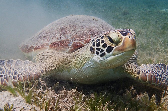 Turtle Beach Power Snorkeling Adventure - Turtles and the afternoon timing choice