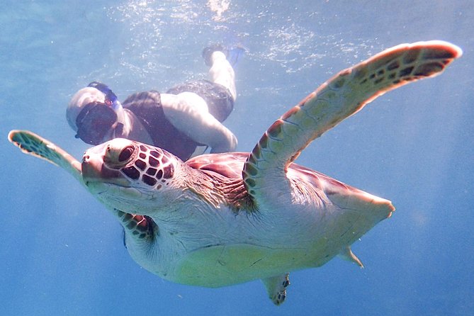 Under the Sea snorkeling(Stingray/Kayak/ Power Snorkel available) - Cades Bay Reef, the strongest choice for snorkeling