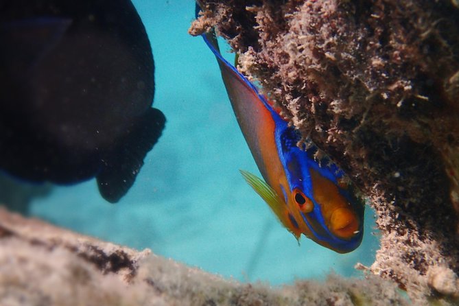 Under the Sea snorkeling(Stingray/Kayak/ Power Snorkel available) - English Harbour and the flexible route