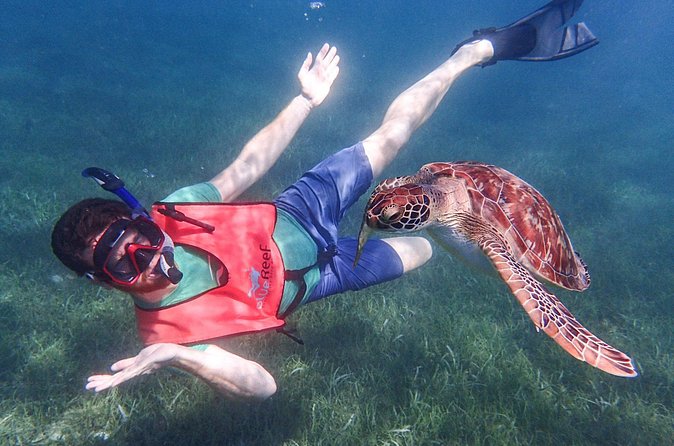 Under the Sea snorkeling(Stingray/Kayak/ Power Snorkel available) - Great Bird Island and Green Island add-ons
