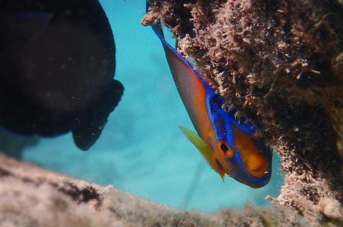 Under the Sea snorkeling(Stingray/Kayak/ Power Snorkel available) - Stingrays, kayaking, and power snorkeling