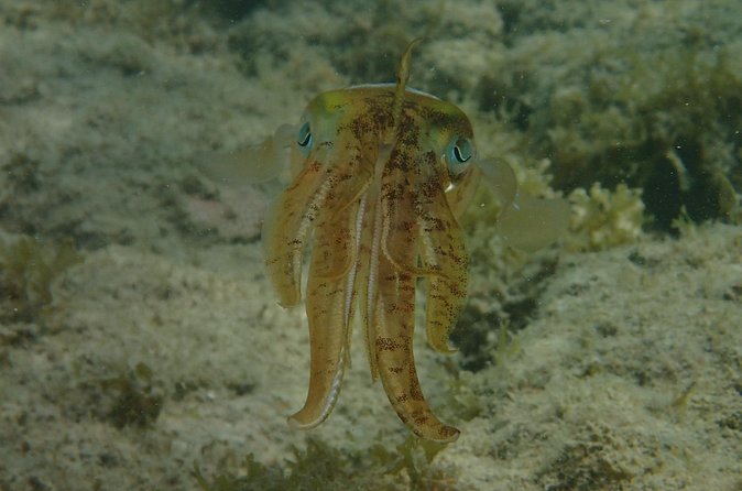 Under the Sea snorkeling(Stingray/Kayak/ Power Snorkel available) - Drinks, equipment, and what you still pay for