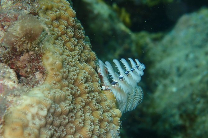 Under the Sea snorkeling(Stingray/Kayak/ Power Snorkel available) - Who will get the most from this tour
