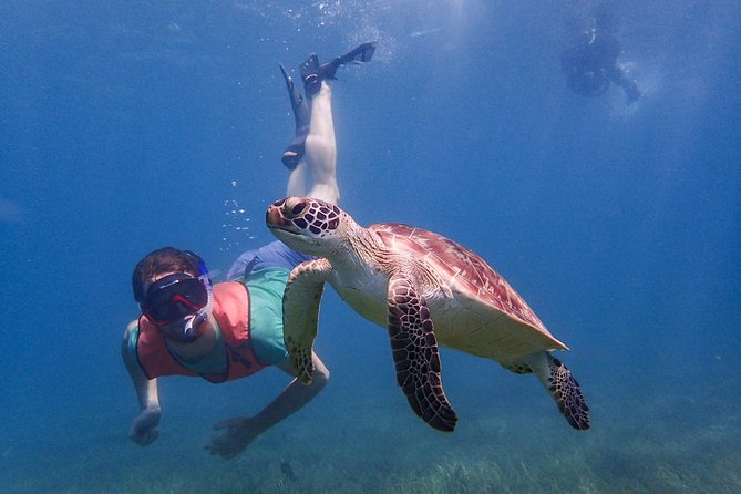 Under the Sea snorkeling(Stingray/Kayak/ Power Snorkel available) - Long Bay, a beach option with an extra equipment charge
